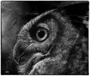 Study Time. Sketch. Owl.