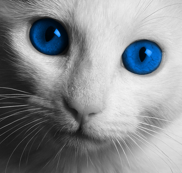 Blue Eye Cat