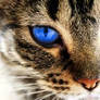 A half blue eye cat