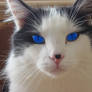 Sweet blue eye cat