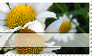I Cherish Nature Stamp III