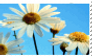 Flowerz Stamp