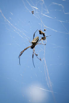 Nephila Clavipes 2