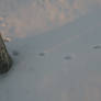 coyote tracks