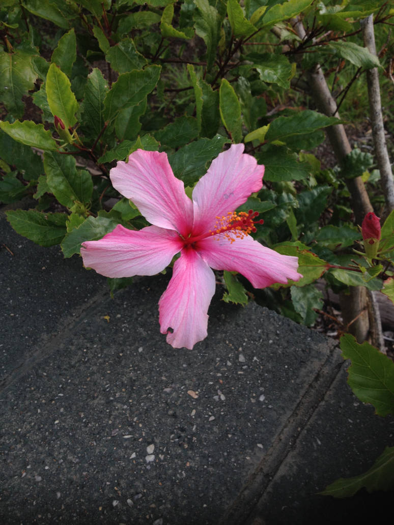 Bunga Raya by Dynasty-Dawn on DeviantArt