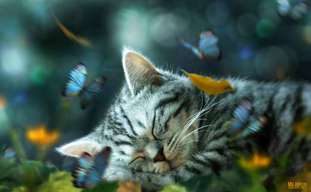 Lazy Day by Mr-Ripley