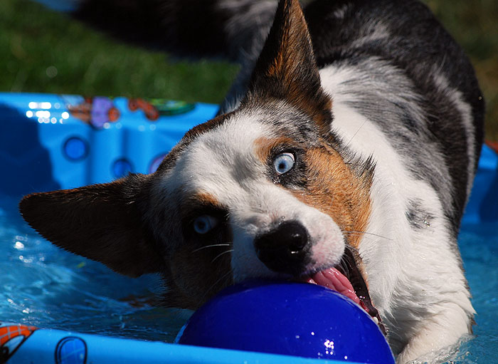 Waterpolodog