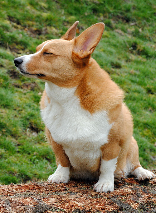 Corgi zen...