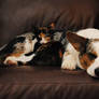 Contentment