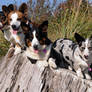 Beach Corgis