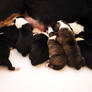 Puppies052113