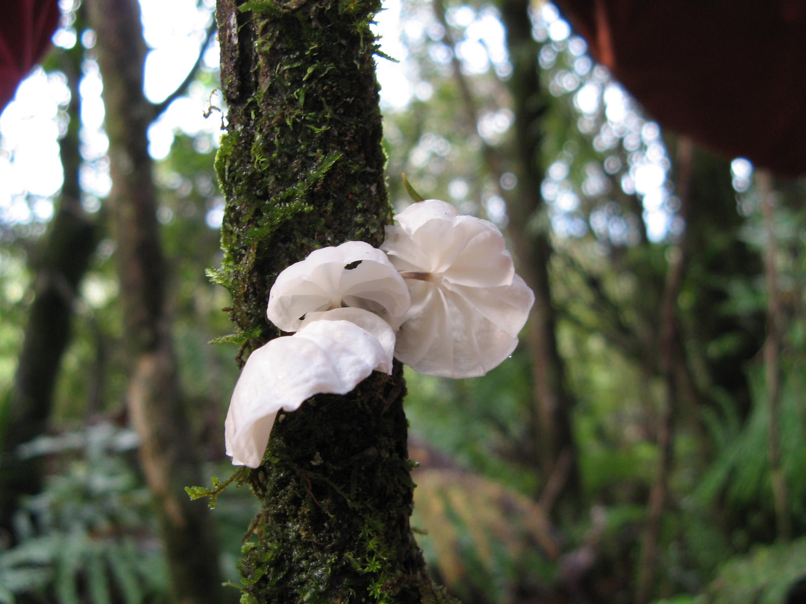 Marasmius marasoniellas