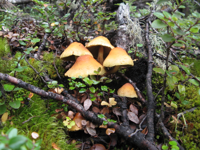 Hypholoma fasciculare