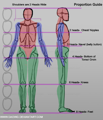 Daowg's Proportion Guide