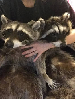 Softmount raccoons for sale $250 each (see link )