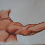 Drawing Exercise: Muscles