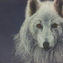 A Direwolf (Game Of Thrones)