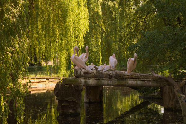 Lake of pelicans