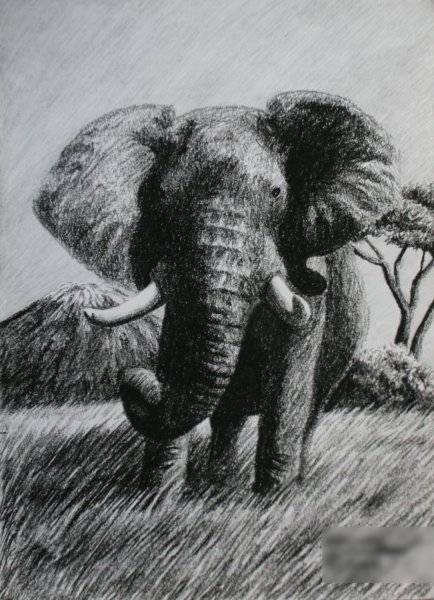 Tusker, charcoal