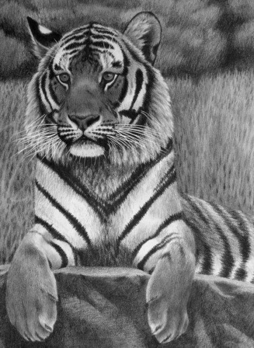 Siberian Tiger, pencil