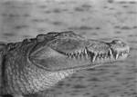 Crocodylus palustris, pencil by Panthera11