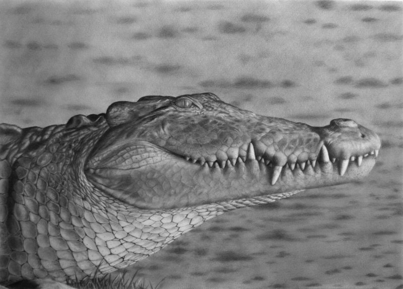 Crocodylus palustris, pencil