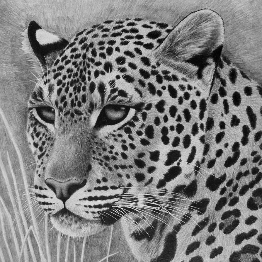 Furtive Glance, pencil by Panthera11 on DeviantArt
