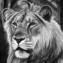 Panthera leo persica, charcoal