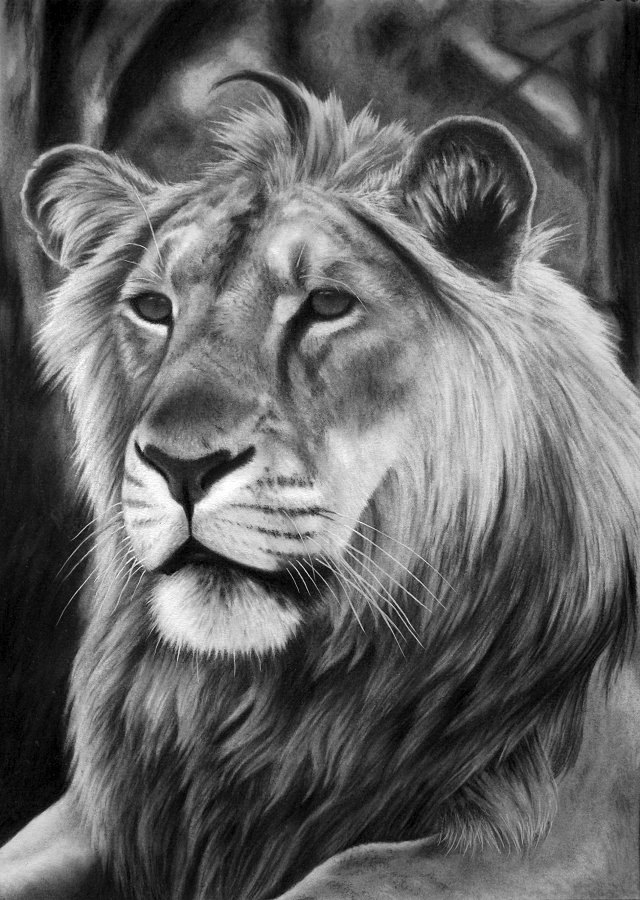 Panthera leo persica, charcoal