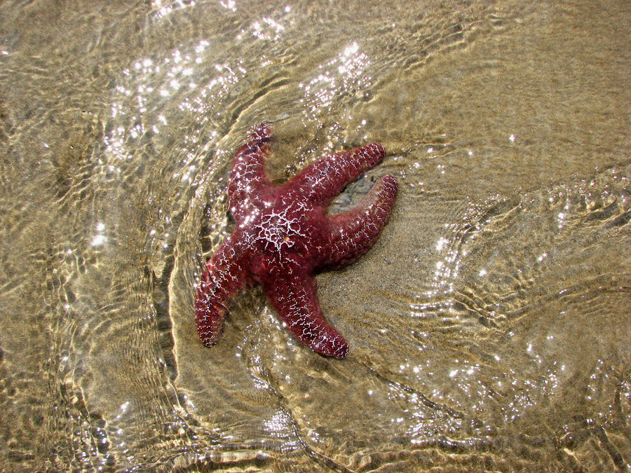 Starfish