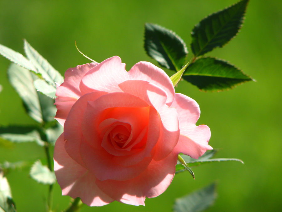 Pink Rpze Pink rose by PhotographyFace on DeviantArt
