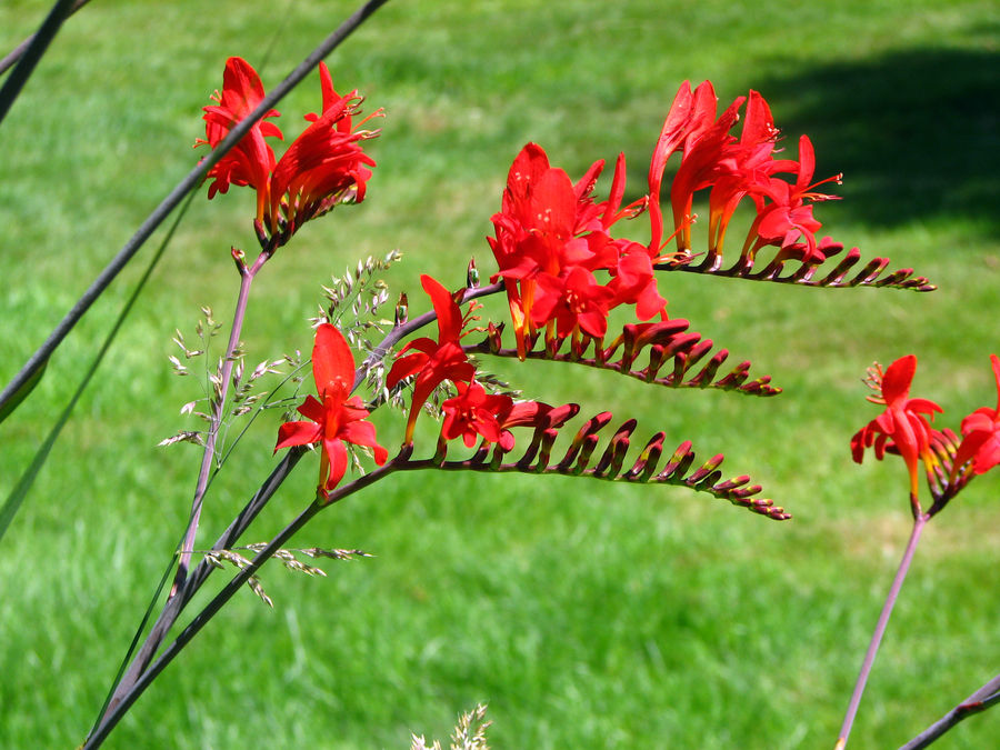 Neat Flowers