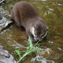 Otter cub