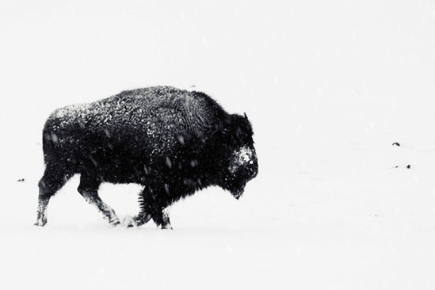 Bison