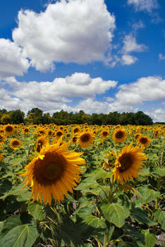 The First Days of Summer