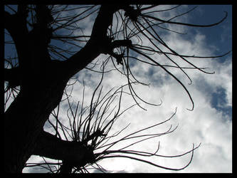 Tree attacking the sky