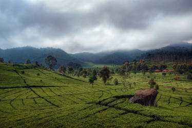 Rancabali Tea Farm