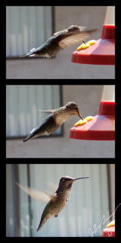 Humming Bird