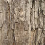 tree.bark. texture