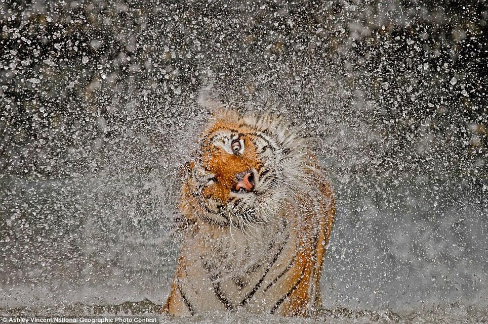 Tiger drying itself.