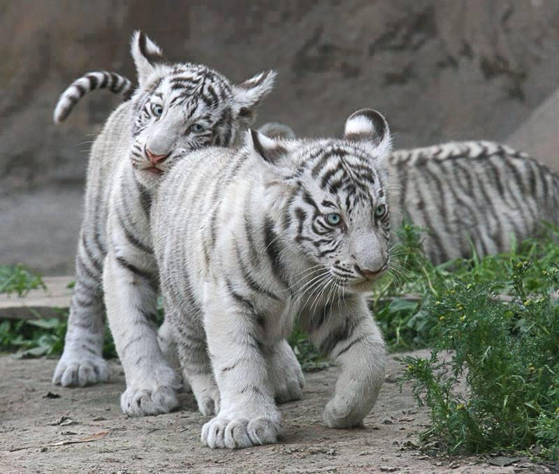 Cute White Tiger Cubs By Saqopakajmer On DeviantArt cute-white-tiger-cubs-by-saqopakajmer-on-deviantart
