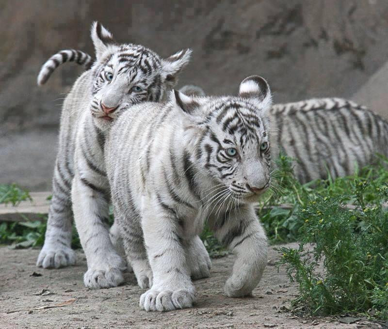 Cute White Tiger Cubs By Saqopakajmer On DeviantArt cute-white-tiger-cubs-by-saqopakajmer-on-deviantart