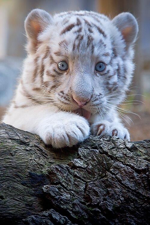 White Tiger Cub.