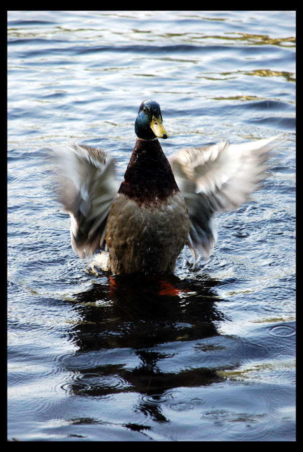 Flapping Duck by mrlucia on DeviantArt