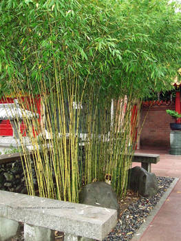 Temple Bamboo.