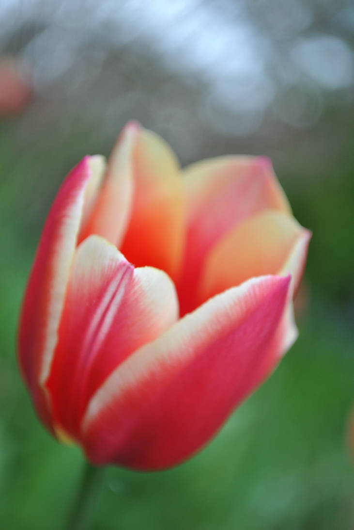 peachy tulips