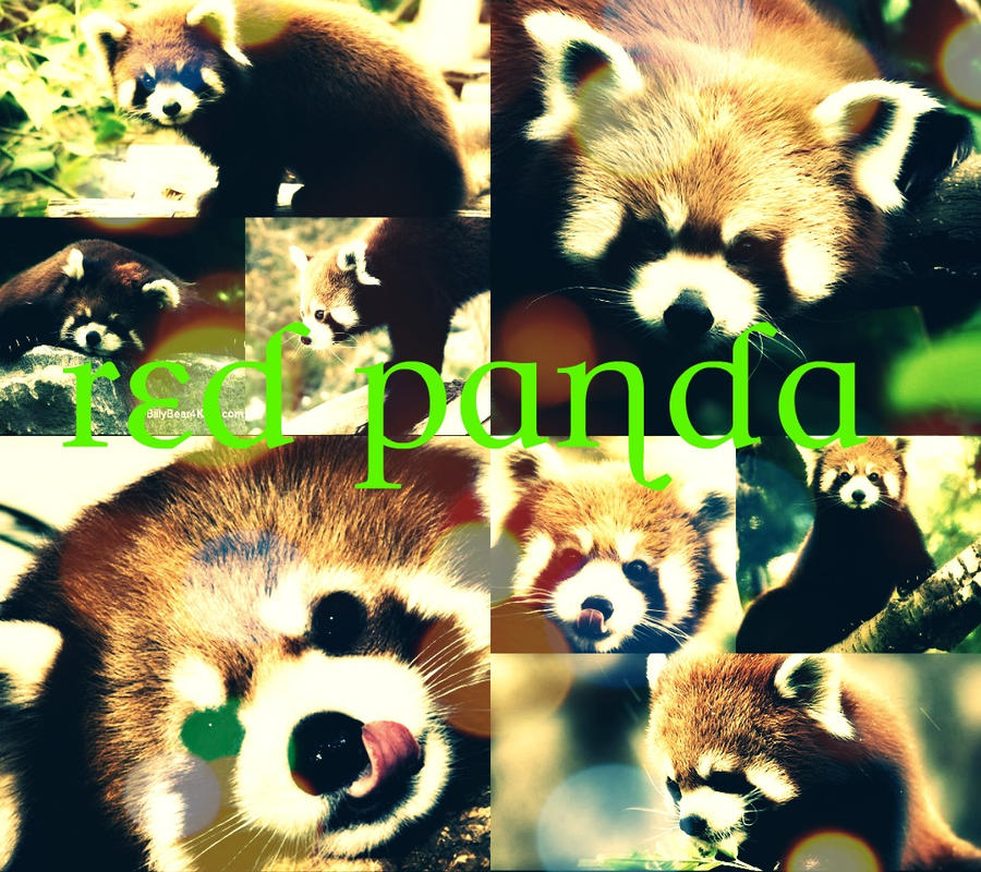 Red Panda Colage Red panda collage by Cynderthedarkdragon on DeviantArt