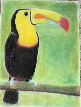 Toucan