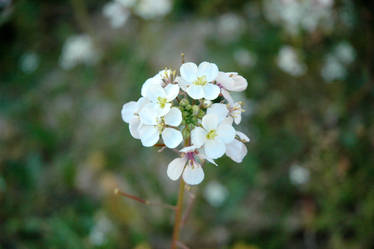 Flores comunes