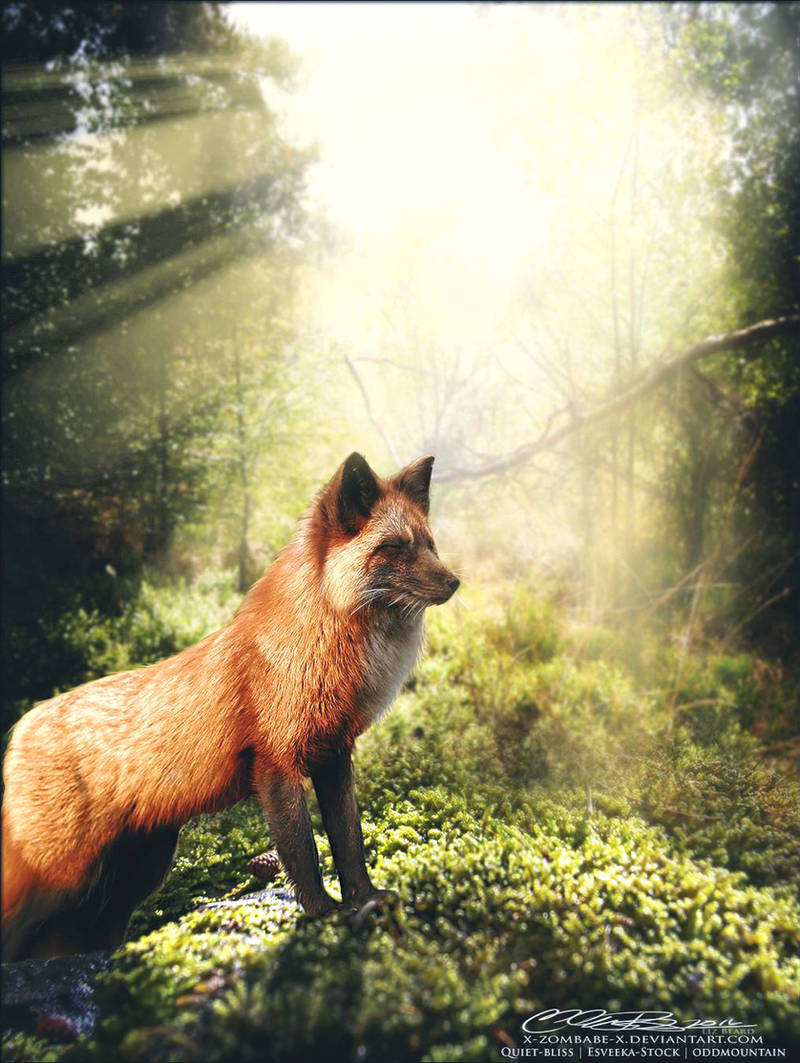 G i f t - The Eyes of the Forest by ZOMBABE-designs